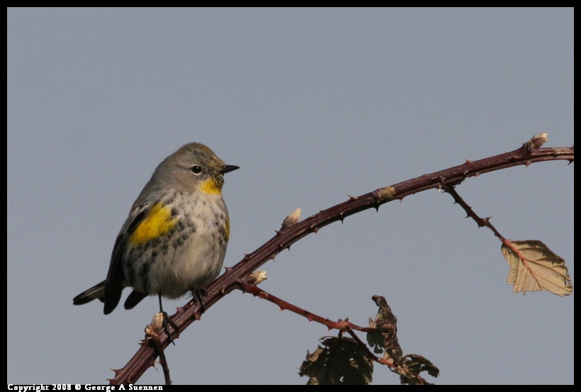 0119-143537-02.jpg - Yellow-rumped Warbler