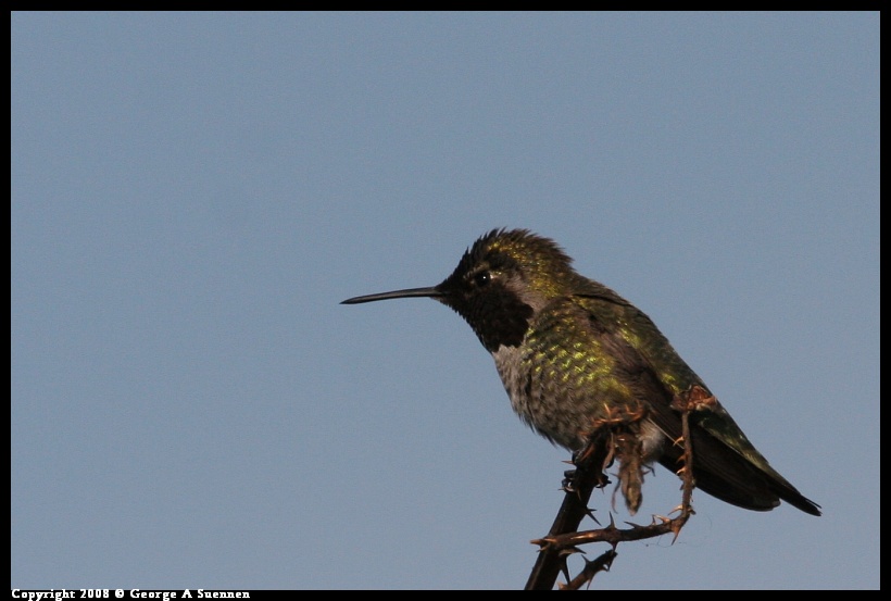 0119-143741-02.jpg - Anna's Hummingbird