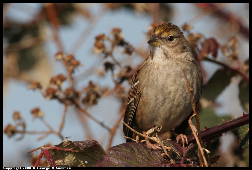 0119-143809-02.jpg - Golden-crowned Sparrow