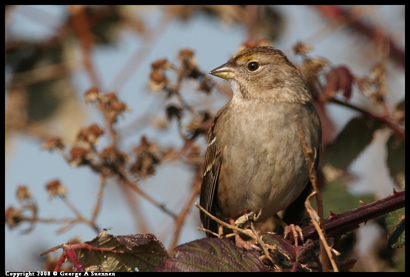 0119-143814-01.jpg - Golden-crowned Sparrow