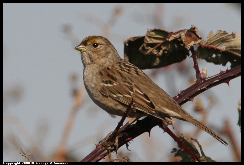 0119-144056-01.jpg - Golden-crowned Sparrow