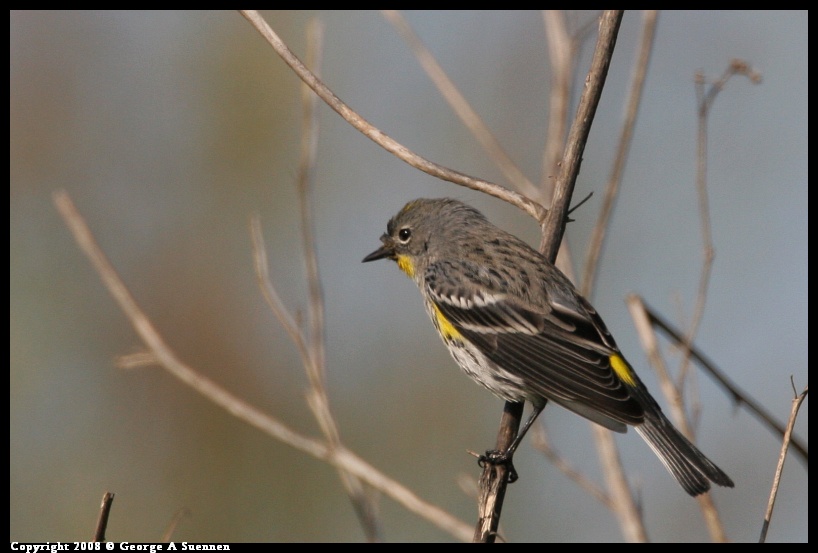 0119-144348-02.jpg - Yellow-rumped Warbler