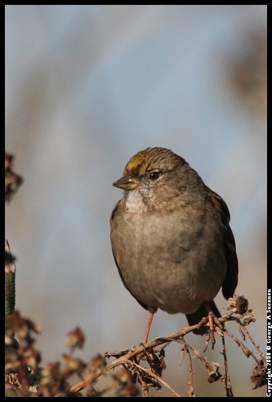 0119-144616-01.jpg - Golden-crowned Sparrow