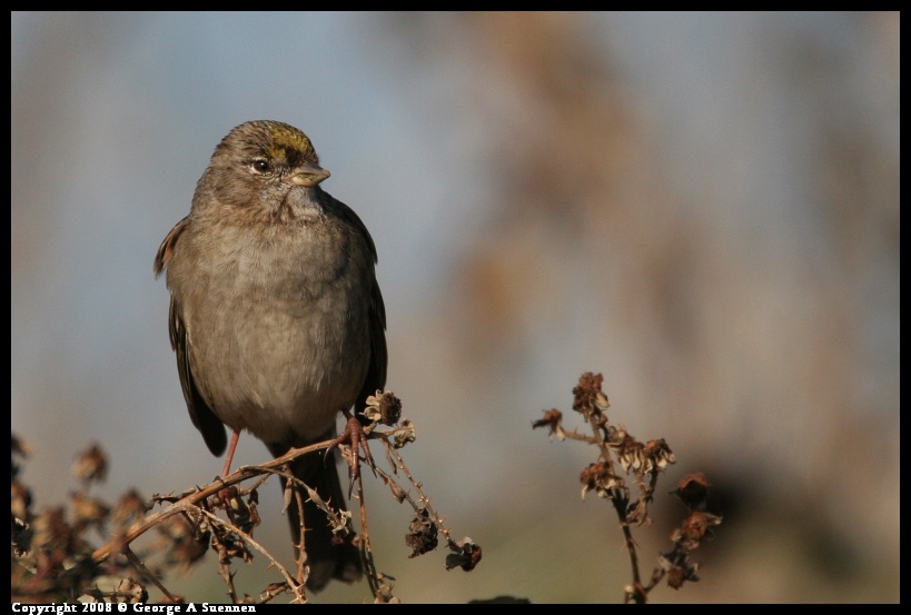 0119-144728-01.jpg - Golden-crowned Sparrow