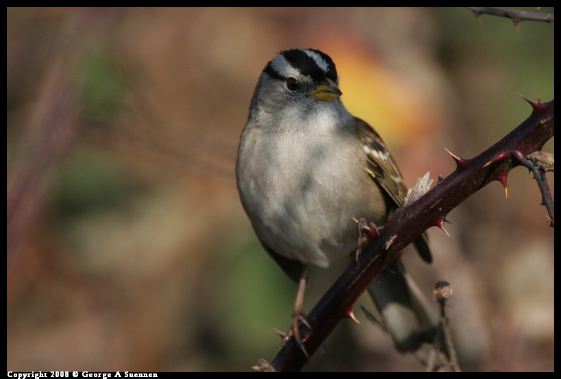 0119-145149-02.jpg - White-crowned Sparrow