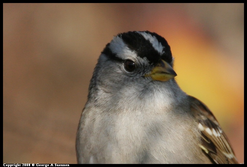 0119-145150-01.jpg - White-crowned Sparrow
