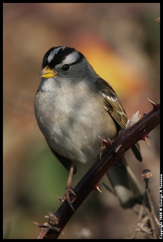 0119-145151-02.jpg - White-crowned Sparrow