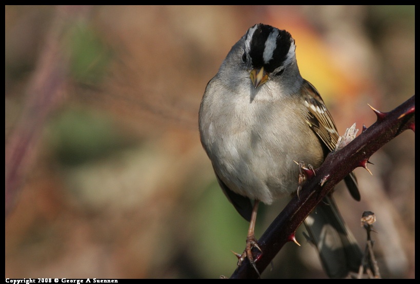 0119-145157-01.jpg - White-crowned Sparrow