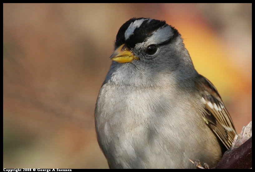 0119-145157-02.jpg - White-crowned Sparrow