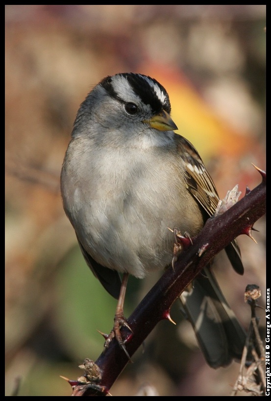 0119-145202-01.jpg - White-crowned Sparrow