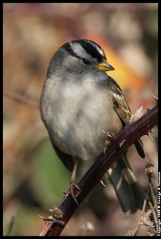 0119-145208-02.jpg - White-crowned Sparrow
