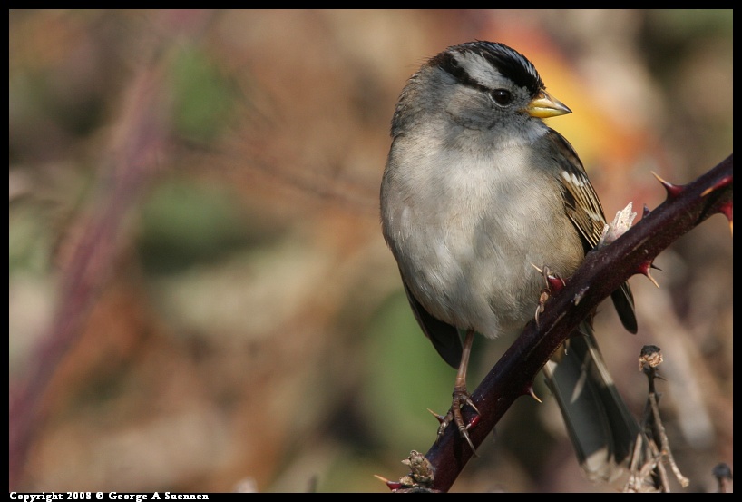0119-145214-01.jpg - White-crowned Sparrow