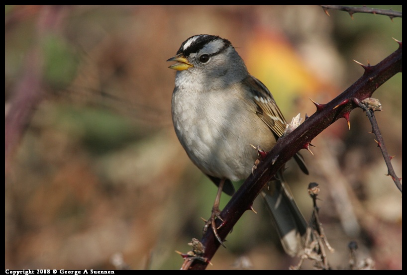 0119-145232-01.jpg - White-crowned Sparrow