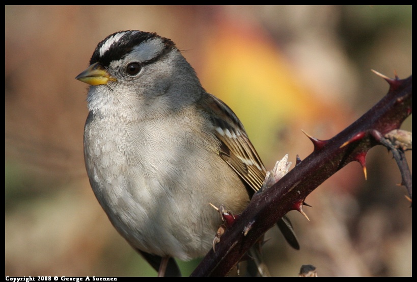 0119-145232-02.jpg - White-crowned Sparrow
