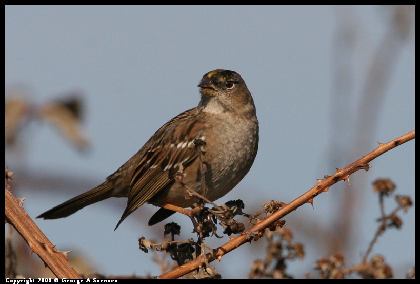 0119-145310-03.jpg - Golden-crowned Sparrow