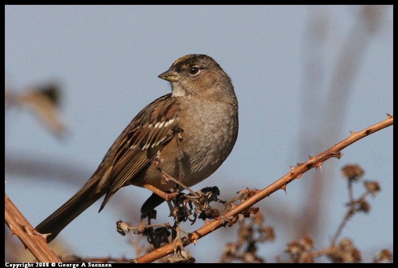0119-145313-01.jpg - Golden-crowned Sparrow