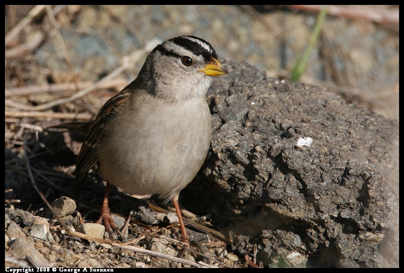 0119-145340-02.jpg - White-crowned Sparrow