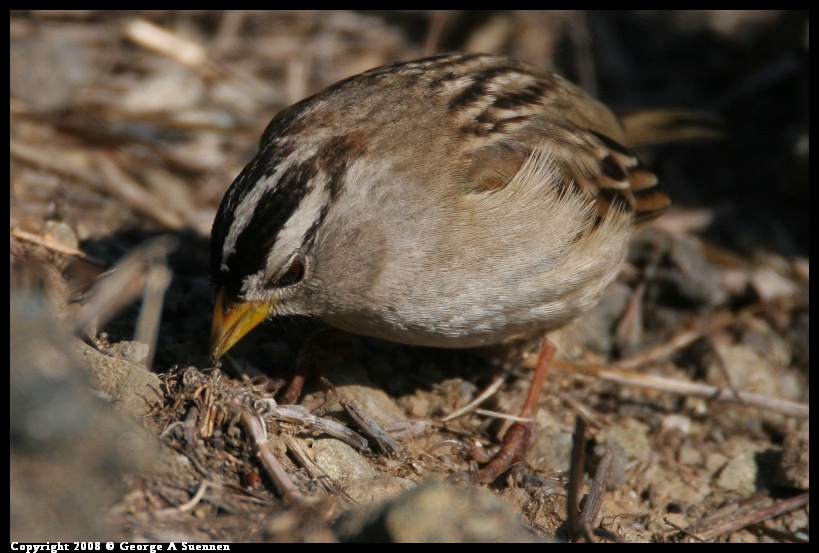 0119-145348-02.jpg - White-crowned Sparrow