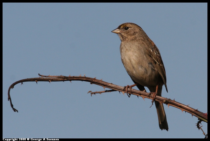 0119-145412-02.jpg - Golden-crowned Sparrow