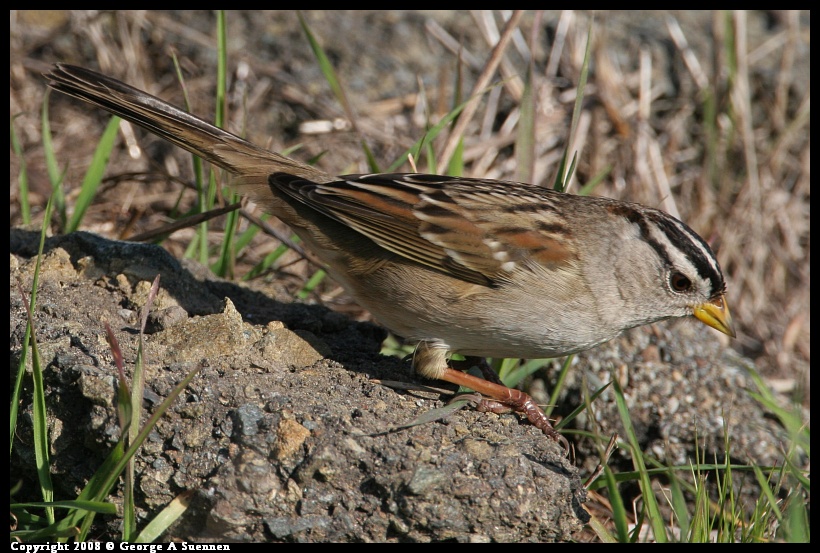 0119-145448-01.jpg - White-crowned Sparrow