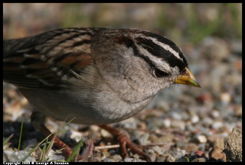 0119-145549-01.jpg - White-crowned Sparrow