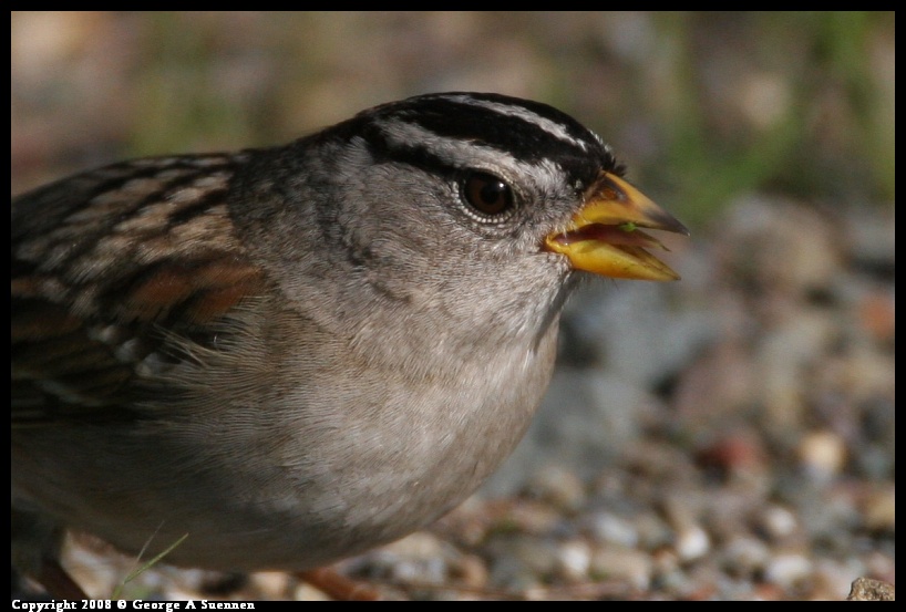 0119-145549-02.jpg - White-crowned Sparrow