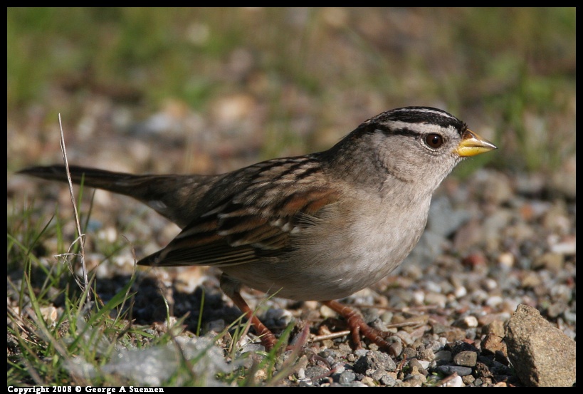 0119-145553-02.jpg - White-crowned Sparrow