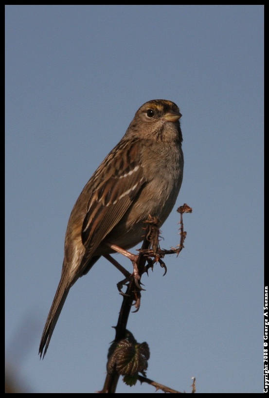 0119-145837-02.jpg - Golden-crowned Sparrow
