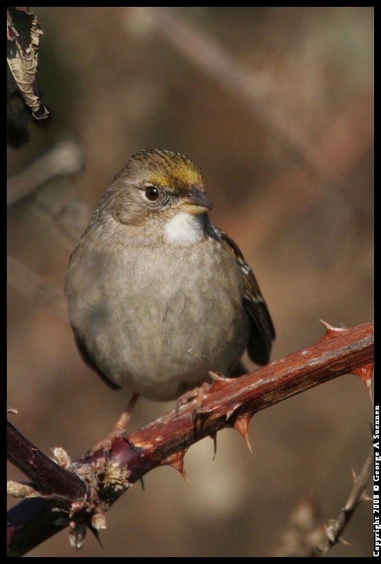 0119-150907-01.jpg - Golden-crowned Sparrow