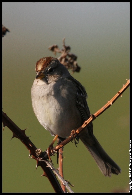 0119-151601-01.jpg - White-crowed Sparrow