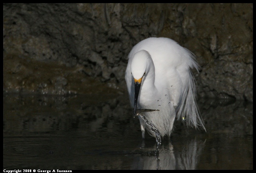0119-152755-01.jpg - Snowy Egret