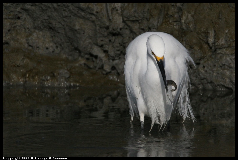 0119-152755-03.jpg - Snowy Egret