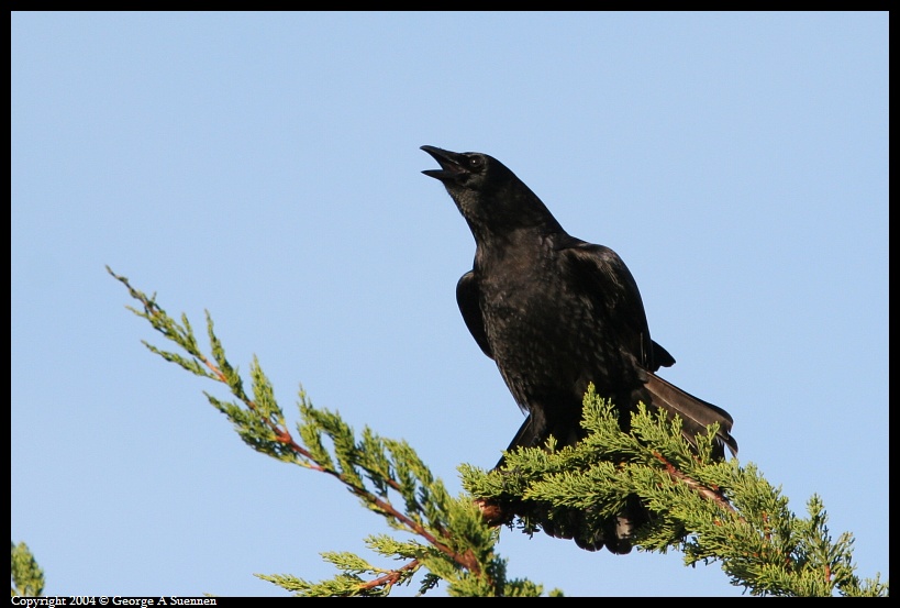 0130-092815-03.jpg - American Crow