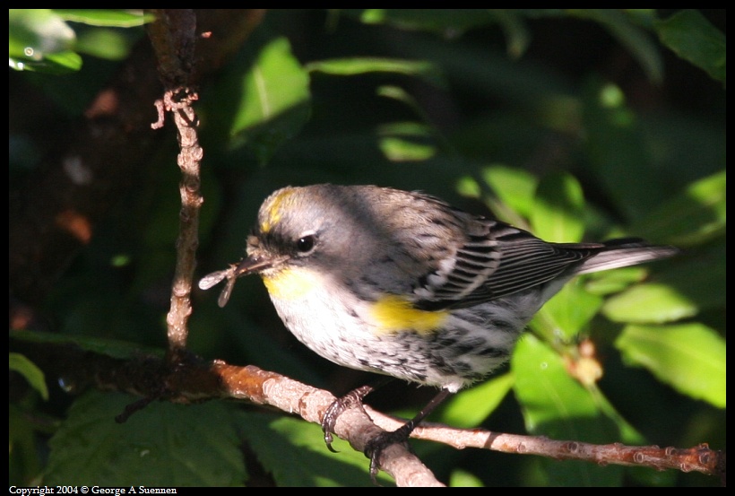 0130-093521-01.jpg - Yellow-rumped Warbler