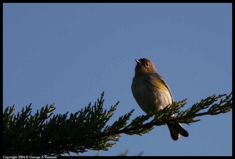 0130-093834-01.jpg - Yellow-rumped Warbler
