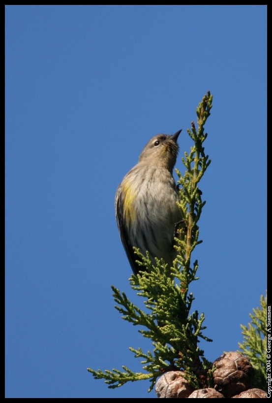 0130-093913-03.jpg - Yellow-rumped Warbler