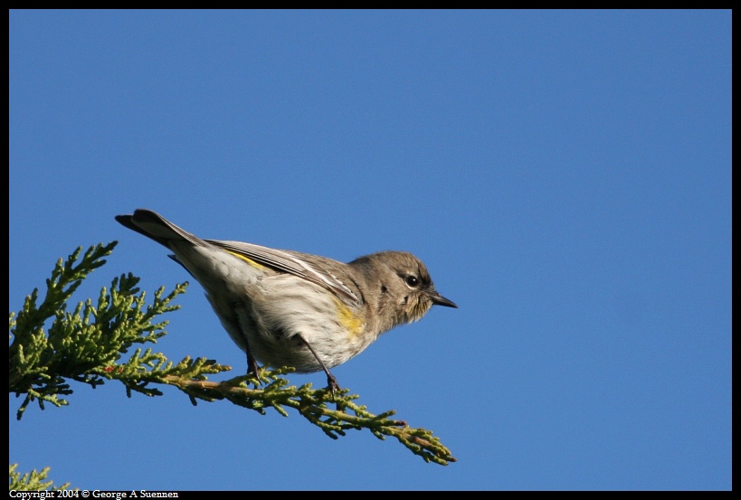 0130-093915-03.jpg - Yellow-rumped Warbler