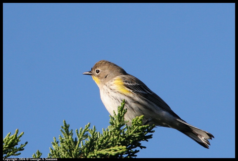 0130-094340-03.jpg - Yellow-rumped Warbler