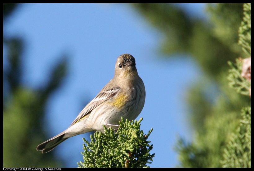0130-094411-01.jpg - Yellow-rumped Warbler