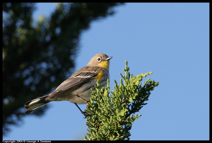 0130-094422-01.jpg - Yellow-rumped Warbler