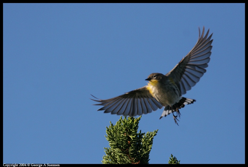 0130-094518-02.jpg - Yellow-rumped Warbler