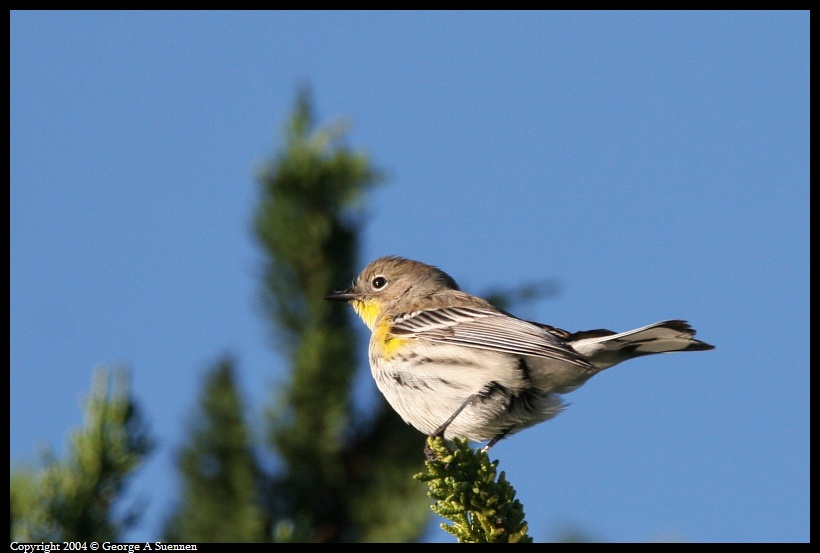 0130-094520-01.jpg - Yellow-rumped Warbler