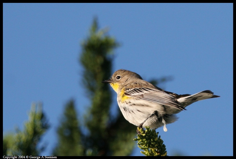 0130-094520-02.jpg - Yellow-rumped Warbler