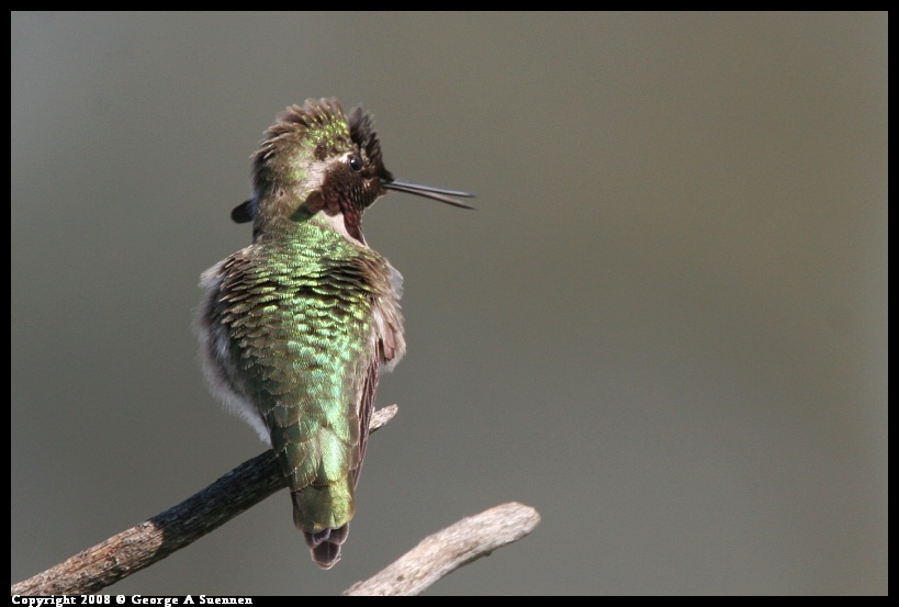 0208-135352-03.jpg - Anna's Hummingbird