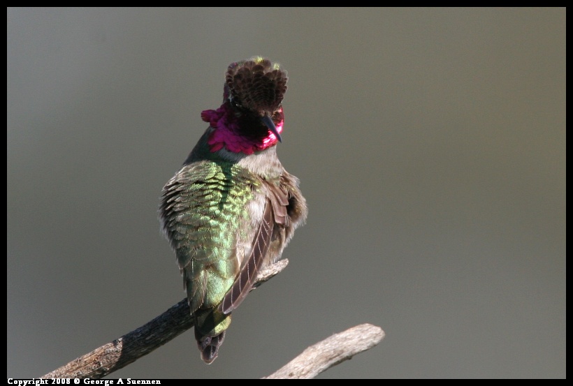 0208-135353-01.jpg - Anna's Hummingbird