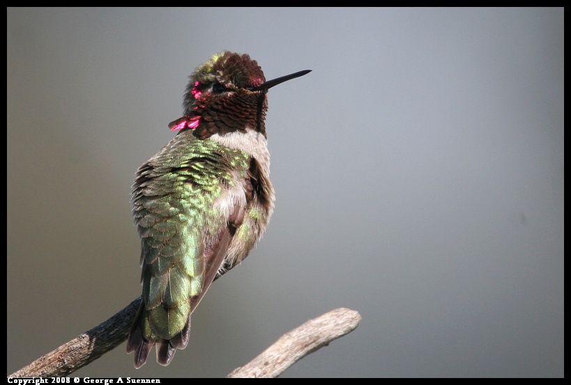 0208-135425-02.jpg - Anna's Hummingbird