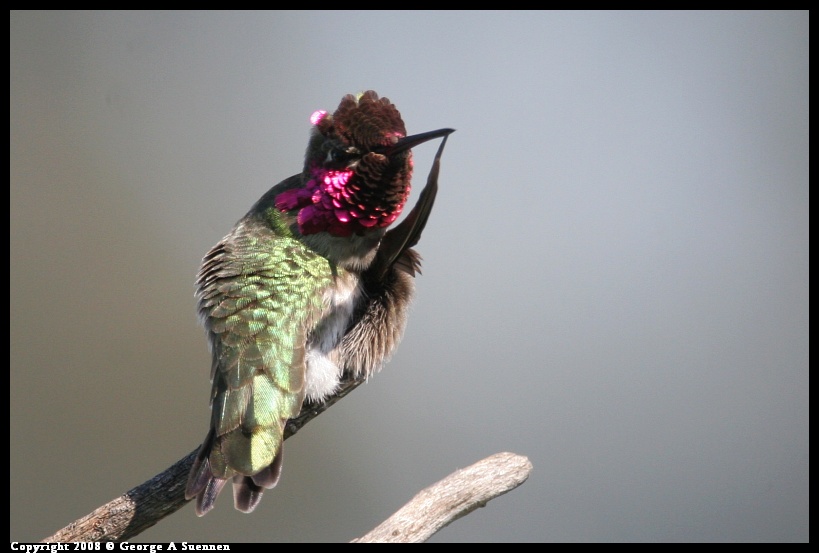 0208-135430-01.jpg - Anna's Hummingbird