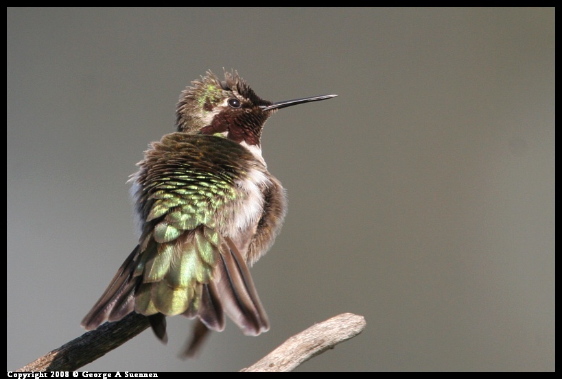 0208-135504-01.jpg - Anna's Hummingbird