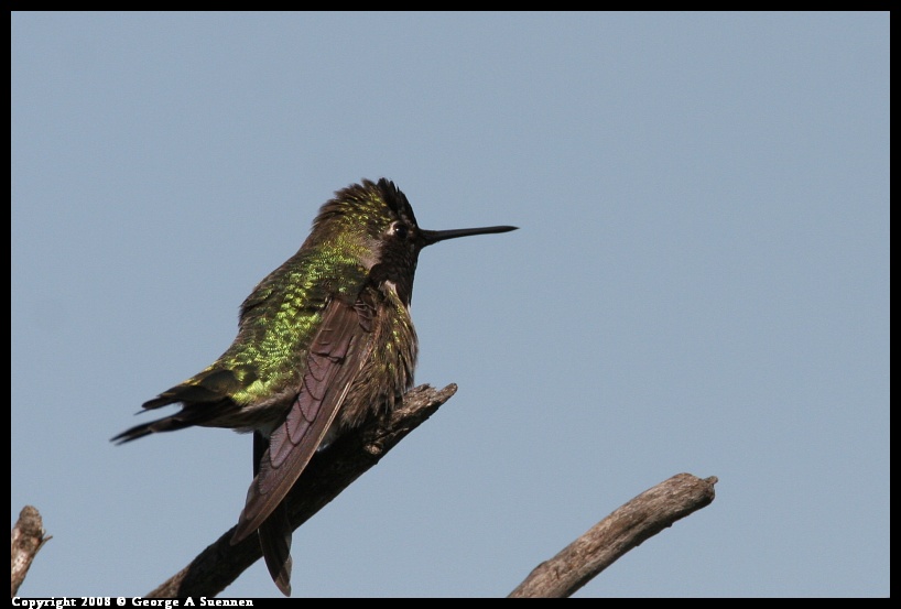 0208-135702-01.jpg - Anna's Hummingbird