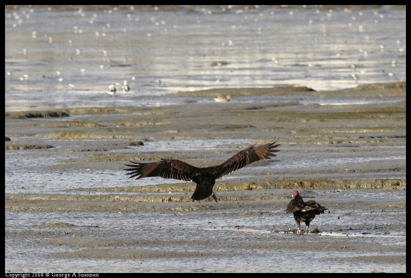 0209-165705-02.jpg - Turkey Vulture